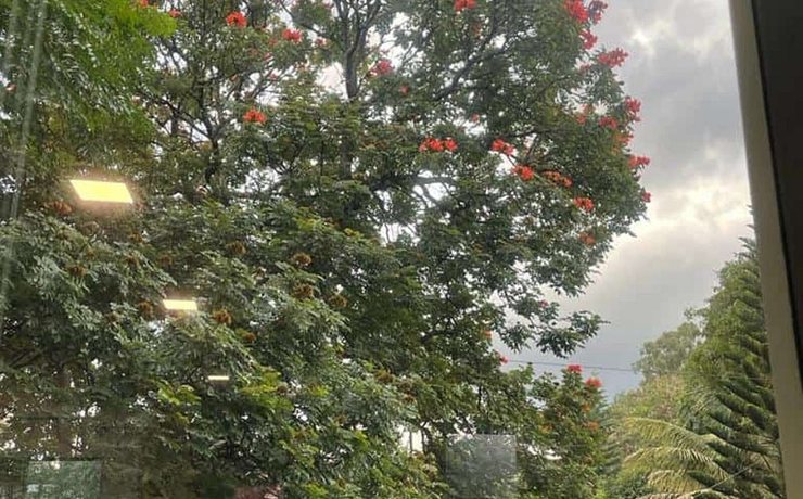 A flowering tree seen through an office window, the photo that opens the post
